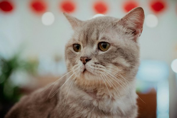 Aumenta tus ingresos con herramientas de automatización de cobros